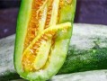 哪里可以吃网红的瓜,揭秘网红们的“瓜田”美食之旅