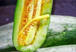 哪里可以吃网红的瓜,揭秘网红们的“瓜田”美食之旅